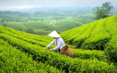 Person wearing a conical hat picking tea leaves on rolling green hills in Shyamkhet